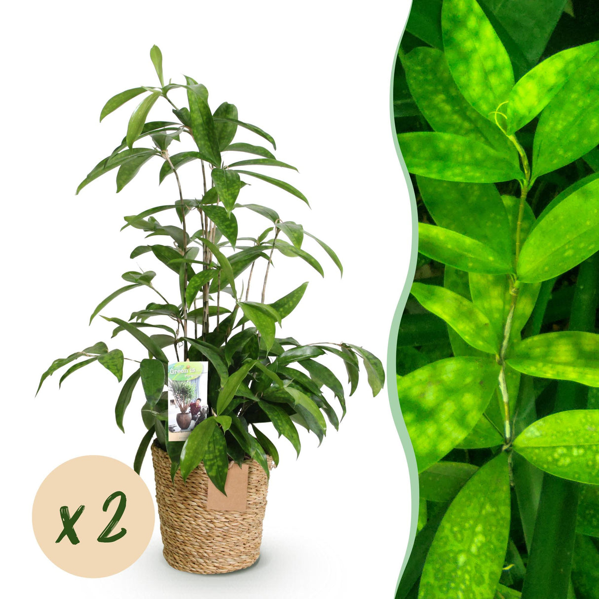 Livraison plante Dracaena surculosa – Lot de 2 – Pot 17 cm – Hauteur 60 - 70 cm