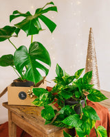 Livraison plante Duo de plantes star - Monstera & Pothos