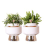 Livraison plante Duo de Rhipsalis et leurs caches - pots argenté et blanc