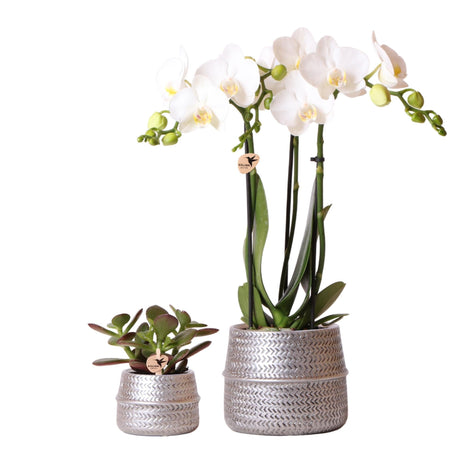 Livraison plante Duo Orchidée Phalaenopsis blanche et Crassula Ovata et leurs caches - pots en céramique argentée