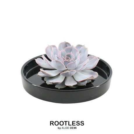 Livraison plante Echeveria Lilacina sans racines en coupelle noire (Ø20cm)