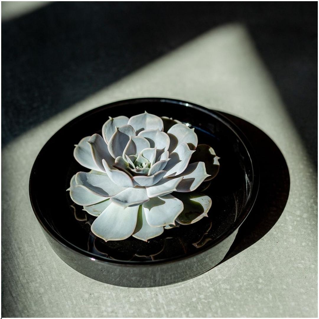 Livraison plante Echeveria Lilacina sans racines en coupelle noire (Ø20cm)