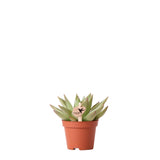 Livraison plante Echeveria Miranda h9cm - succulente