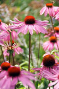 Equinácea Púrpura (Echinacea purpurea) 'Magnus'
