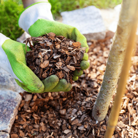 Livraison plante Écorce d'arbre néerlandais - 40L