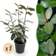 Livraison plante Elaeagnus ebbingei Compacta – Lot de 8 – Pot 9 cm