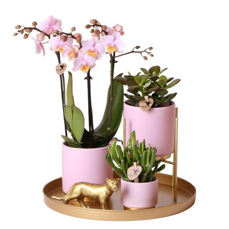 Livraison plante Ensemble de plantes vertes avec orchidée rose et accessoires