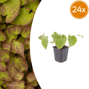 Livraison plante Epimedium