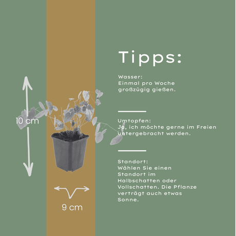 Livraison plante Epimedium niveum