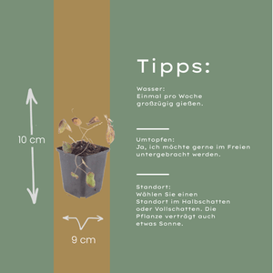 Livraison plante Epimedium rubrum