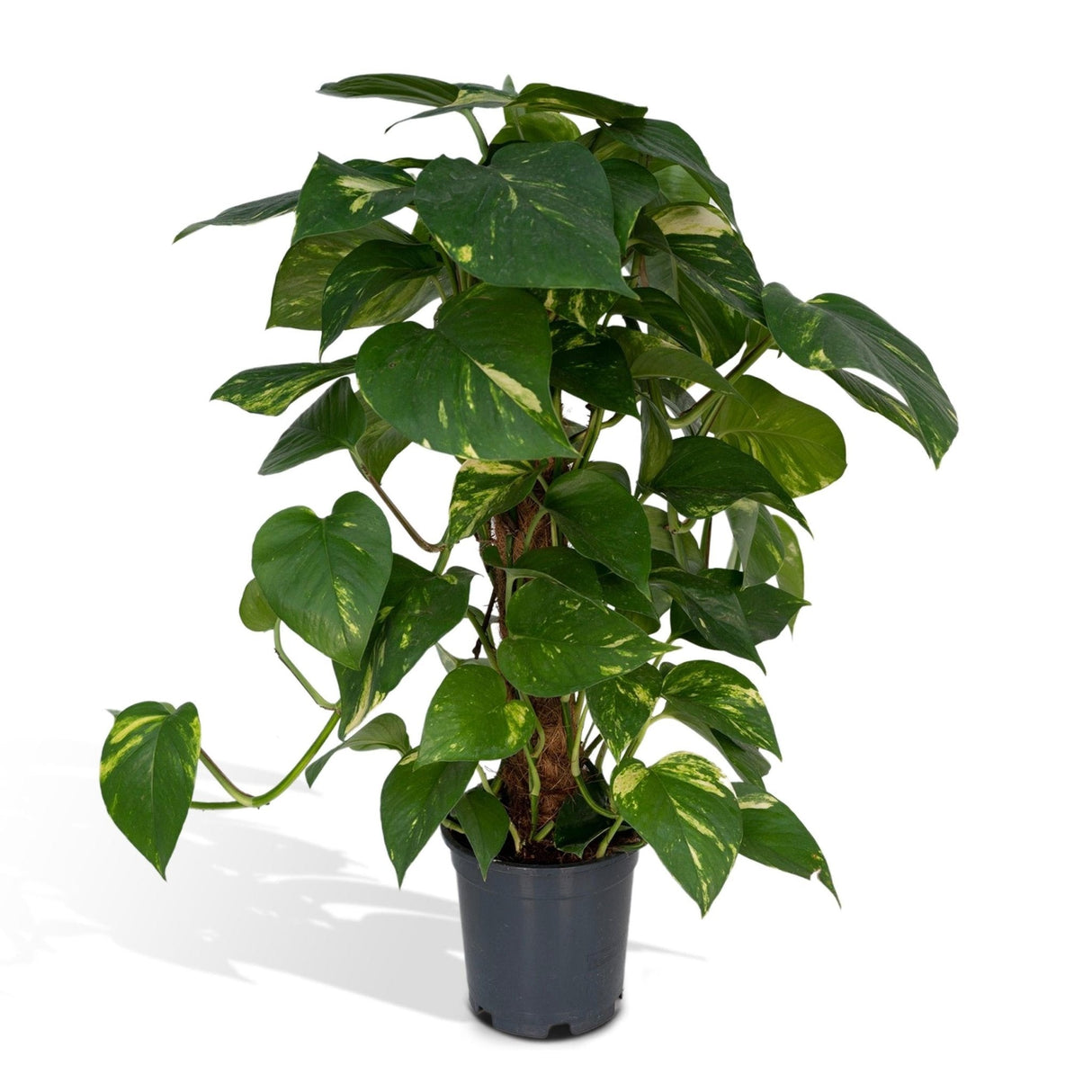 Livraison plante Epipremnum Aureum et son tuteur h60cm