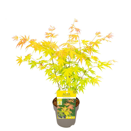 Livraison plante Erable du japon - Acer 'Jerre Schwartz' - ↨40cm - Ø19cm