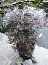 Livraison plante Erable du japon - Acer palm. 'Sumi - nagashi' - ↨130cm - Ø30cm - plante d'extérieur
