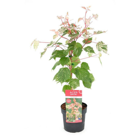 Livraison plante Erable du japon - Acer 'Red Flamingo' - ↨40cm - Ø19cm - plante d'extérieur
