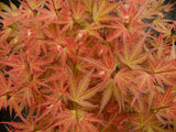 Livraison plante Erable du japon - Acer 'Wilson's Pink Dwarf' - ↨40cm - Ø19cm - extérieur