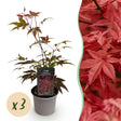 Livraison plante Érable du Japon Atropurpureum – Lot de 3 – Pot 12 cm