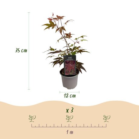 Livraison plante Érable du Japon Atropurpureum – Lot de 3 – Pot 12 cm