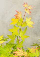 Livraison plante Erable du japon 'Orange Dream' - ↨40cm - Ø19cm - plante d'extérieur