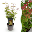 Livraison plante Érable du Japon Phoenix – Pot 12 cm – Hauteur 35 cm