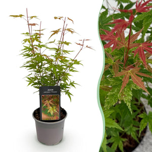 Livraison plante Érable du Japon Phoenix – Pot 12 cm – Hauteur 35 cm