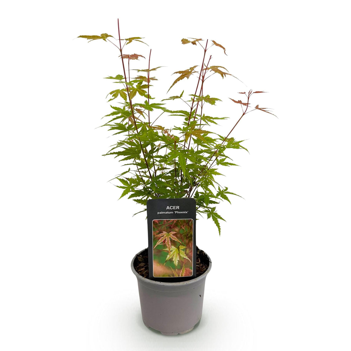 Livraison plante Érable du Japon Phoenix – Pot 12 cm – Hauteur 35 cm