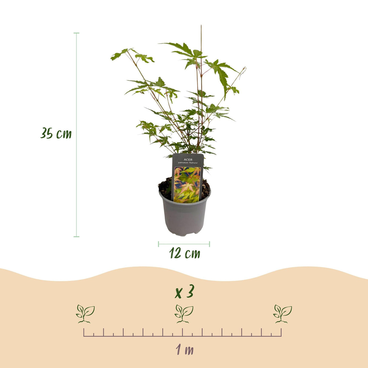 Livraison plante Érable du Japon Sangokaku – Pot 12 cm – Hauteur 35 cm