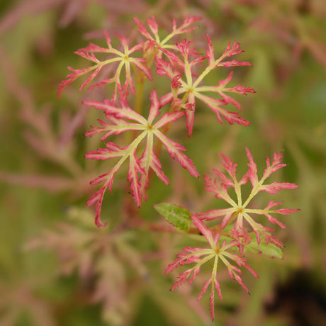 Livraison plante Erable du Japon Seiryu – Lot de 3 – Hauteur 35 cm