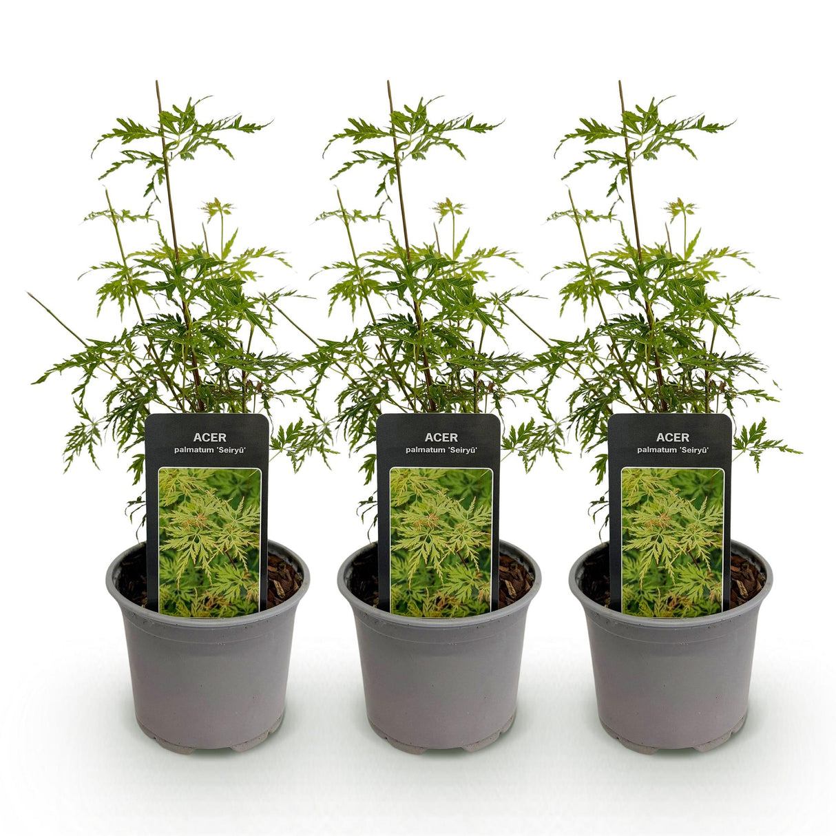 Livraison plante Erable du Japon Seiryu – Lot de 3 – Hauteur 35 cm