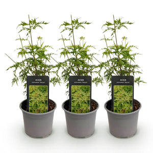 Livraison plante Erable du Japon Seiryu – Lot de 3 – Hauteur 35 cm