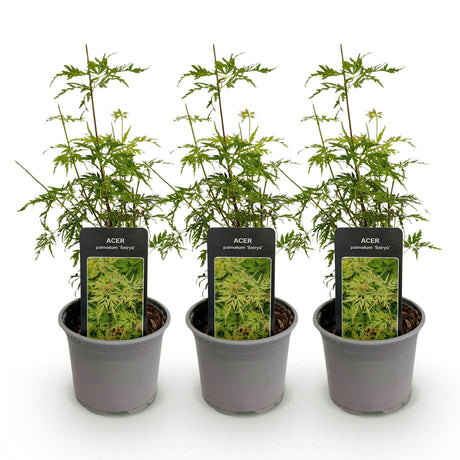 Livraison plante Erable du Japon Seiryu – Lot de 3 – Hauteur 35 cm