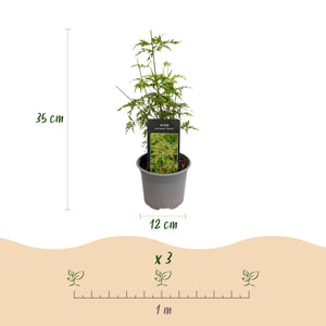 Livraison plante Érable du Japon Seiryu – Pot 12 cm – Hauteur 35 cm