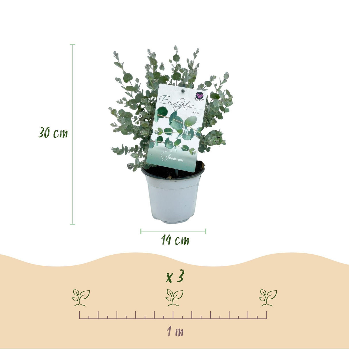 Livraison plante Eucalyptus gunnii – Lot de 4 – Pot 14 cm – Hauteur 30 cm
