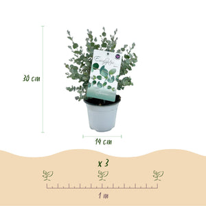 Livraison plante Eucalyptus gunnii – Lot de 4 – Pot 14 cm – Hauteur 30 cm