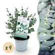 Livraison plante Eucalyptus gunnii – Lot de 4 – Pot 14 cm – Hauteur 30 cm