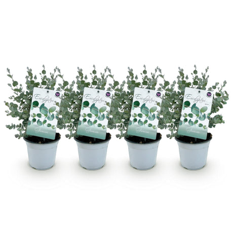 Livraison plante Eucalyptus gunnii – Lot de 4 – Pot 14 cm – Hauteur 30 cm