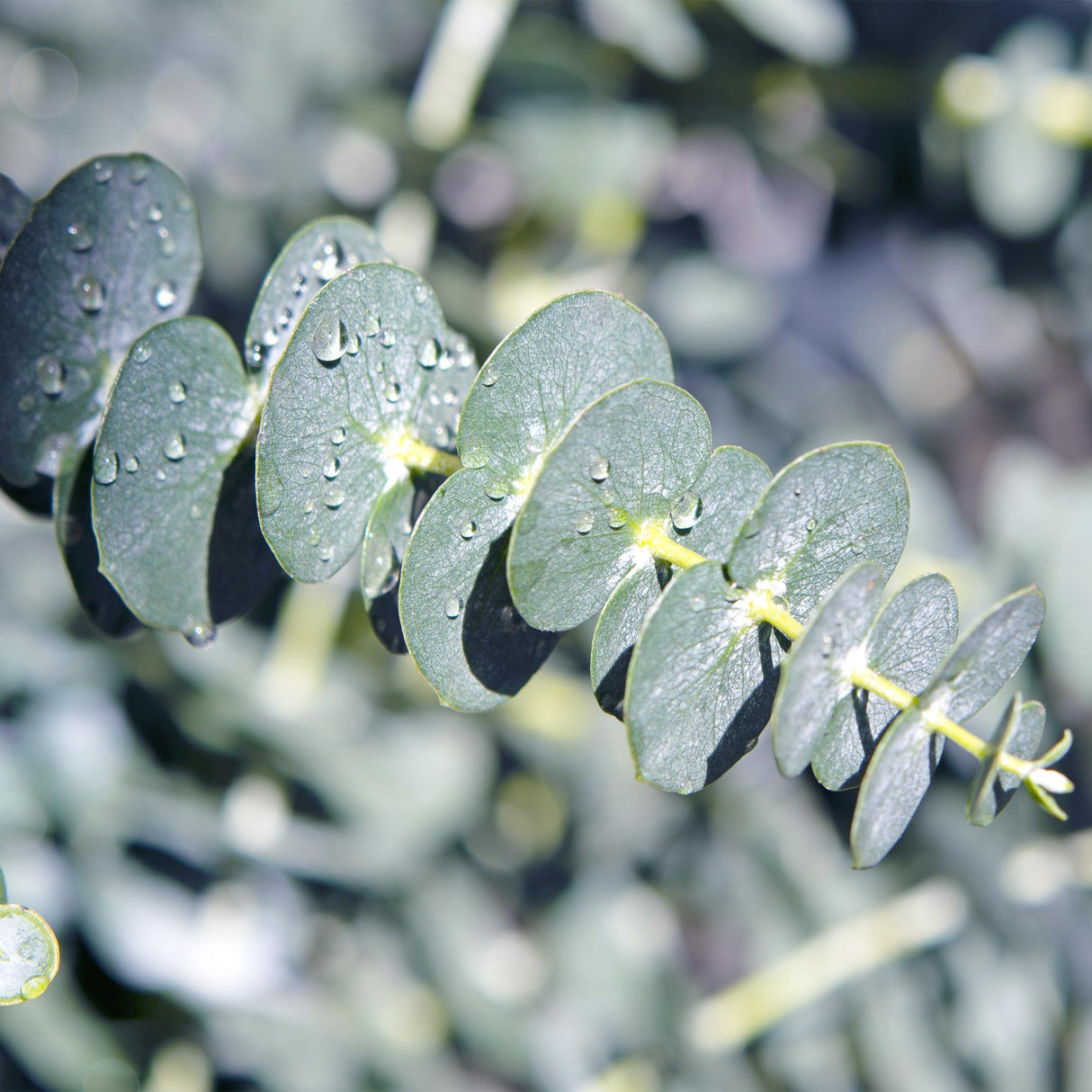 Livraison plante Eucalyptus gunnii – Lot de 6 – Pot 14 cm – Hauteur 30 cm