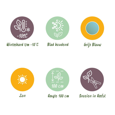 Livraison plante Eucalyptus gunnii – Lot de 6 – Pot 14 cm – Hauteur 30 cm