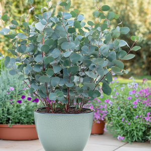 Livraison plante Eucalyptus gunnii – Lot de 6 – Pot 14 cm – Hauteur 30 cm