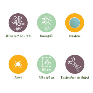 Livraison plante Eucalyptus gunnii – Lot de 6 – Pot 14 cm – Hauteur 30 cm