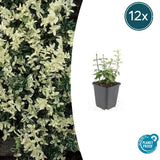 Livraison plante Euonyme fortunei Harlequin