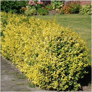 Livraison plante Euonymus fortunei 'Emerald Gold' - Lot de 6