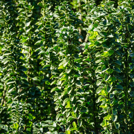 Livraison plante Euonymus japonica Green Spire – Lot de 6 – Hauteur 40 cm