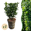 Livraison plante Euonymus japonica Green Spire – Lot de 8 – Hauteur 20 - 25 cm