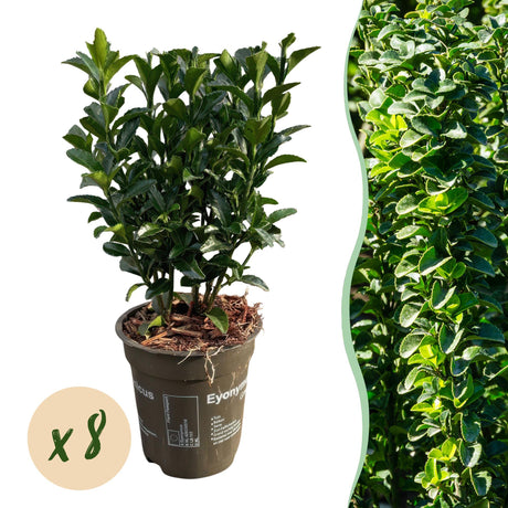 Livraison plante Euonymus japonica Green Spire – Lot de 8 – Hauteur 20 - 25 cm