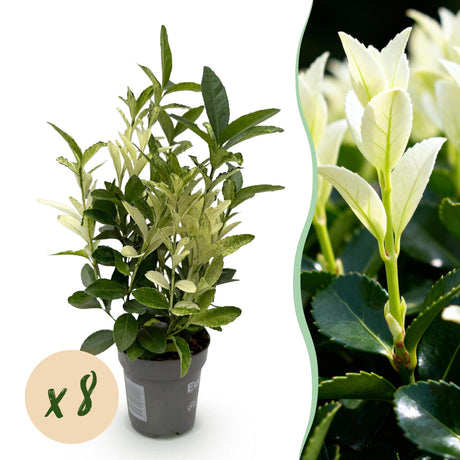 Livraison plante Euonymus japonica Paloma Blanca – Lot de 8 – Pot 9 cm
