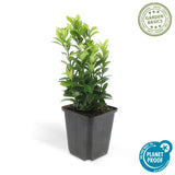 Livraison plante Euonymus japonicus Green Spire