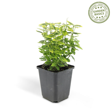 Livraison plante Euoynmus 'Emerald n Gold’ - Lot de 6