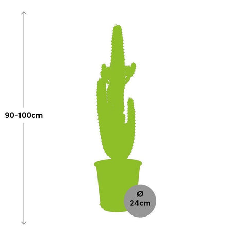 Livraison plante Euphorbe Acrurensis h95cm - cactus d'intérieur