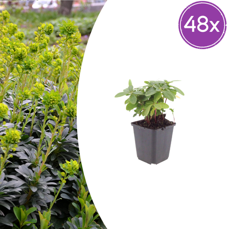 Livraison plante Euphorbe amygdal