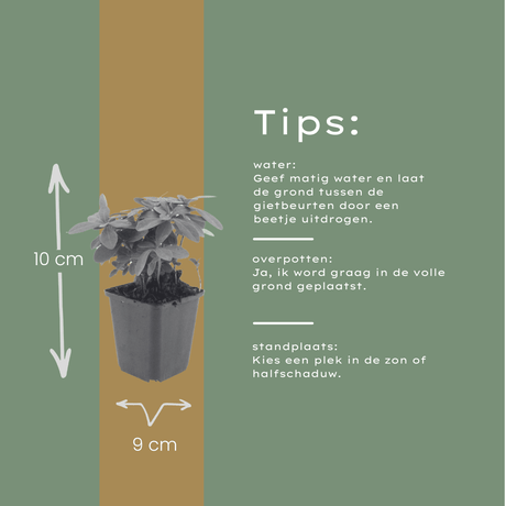 Livraison plante Euphorbe amygdal